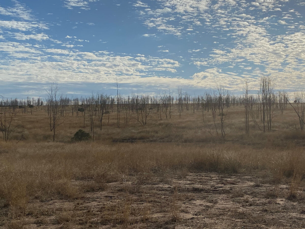 Brown dry countryside in Australia