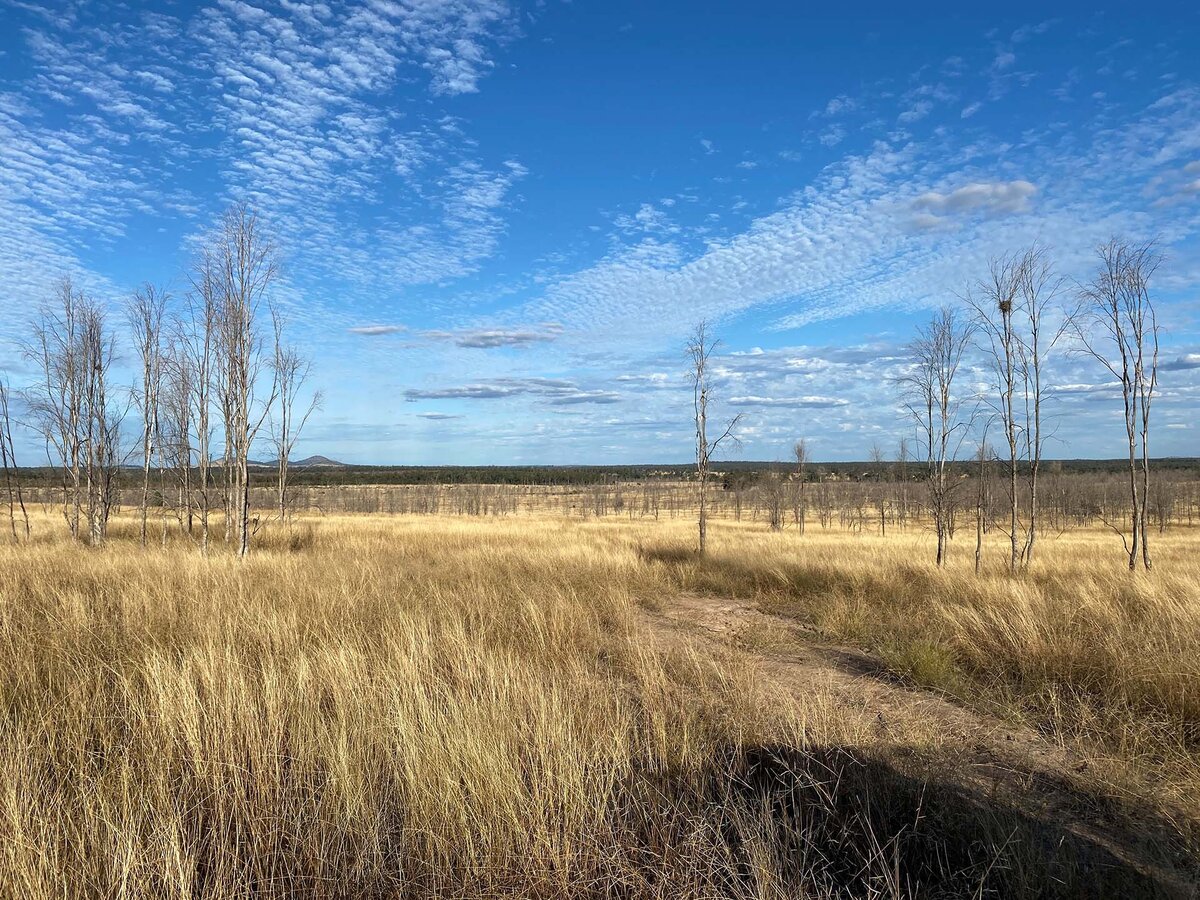 brown grass on Australian countryside