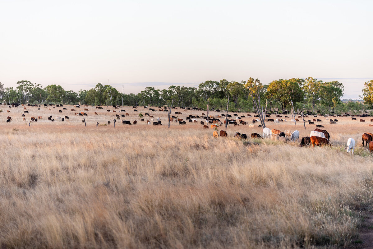 Young cattle grazing in a paddock