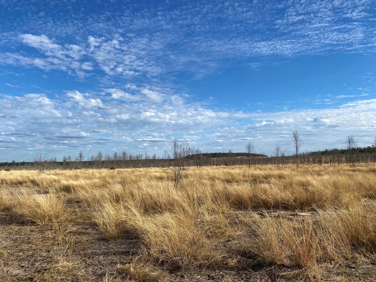 Grassy countryside on a sunny day in Australia