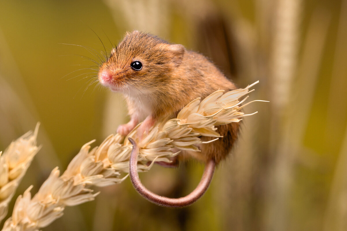 Small mouse on a stalk of grass