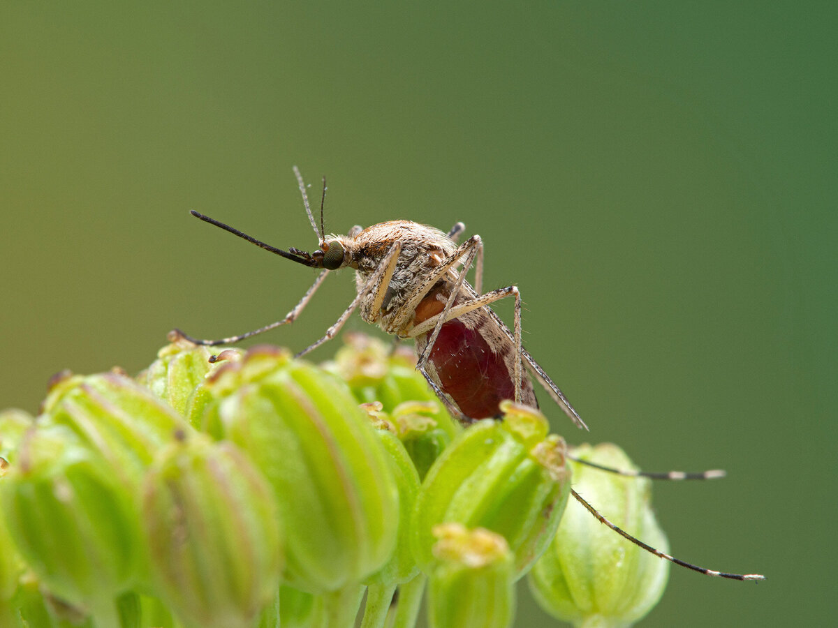 close look at a mosquito on a plant