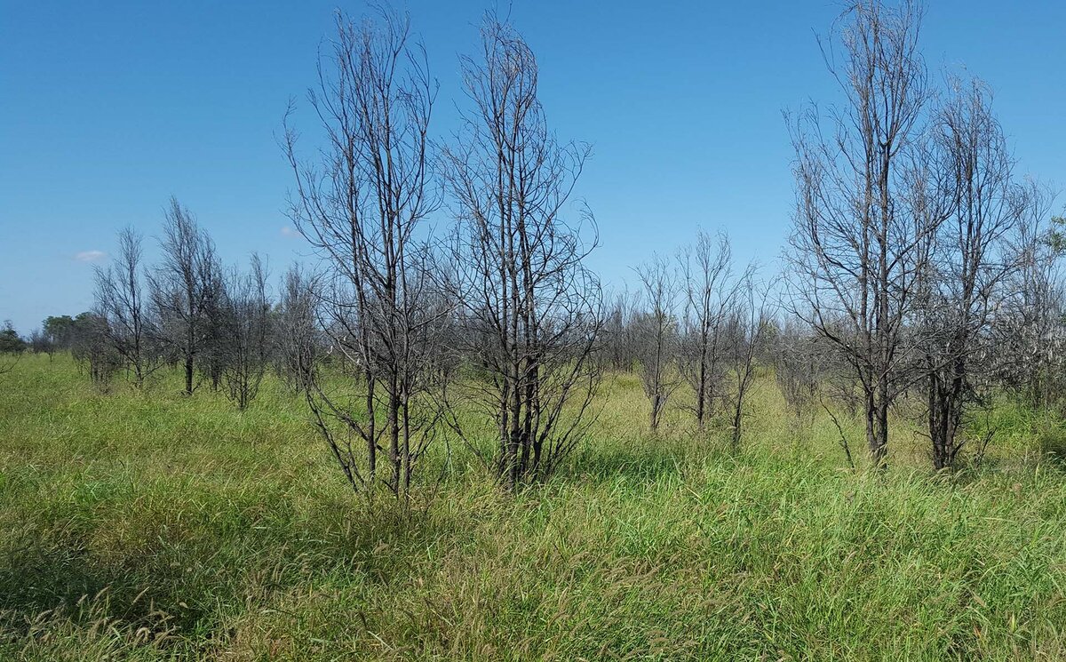 Dead trees in long green grass on countryside