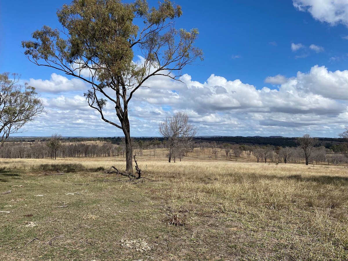 Tree in a paddock in the Australian countryside