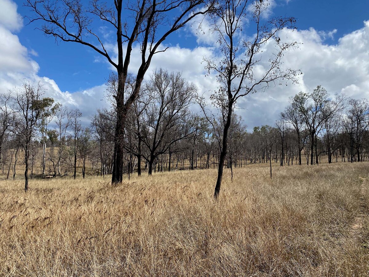 Australian countryside. Trees in a brown grassy paddock