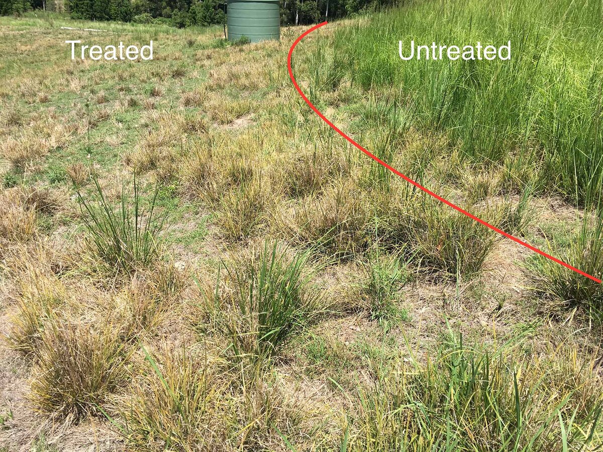 Treated grass next to untreated grass